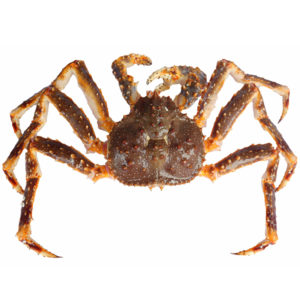 Buy Live Alaskan King Crab Singapore